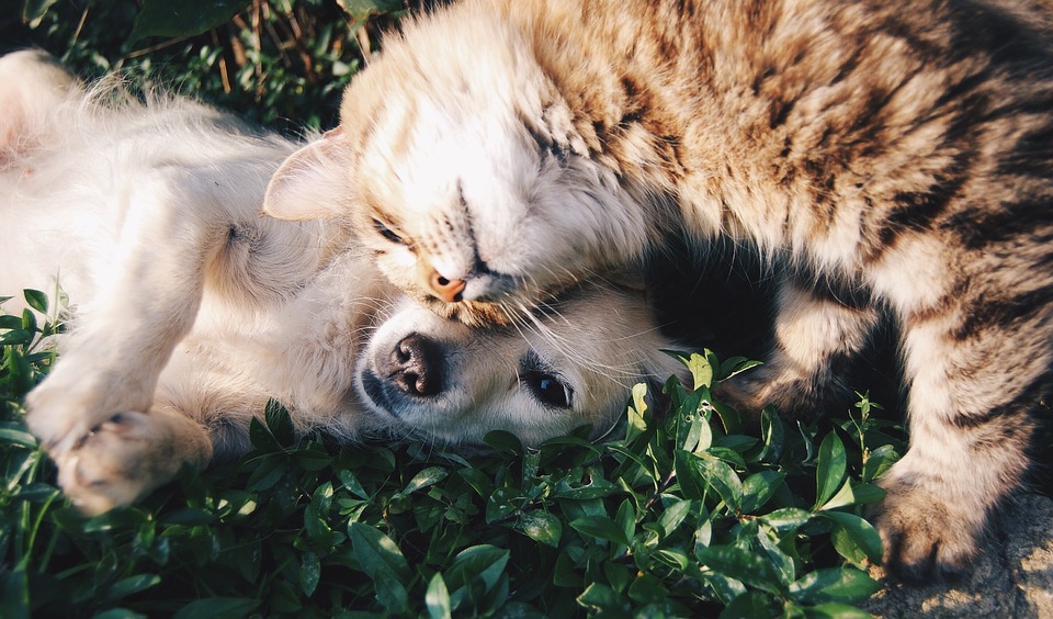 chat et chien dans l'herbe